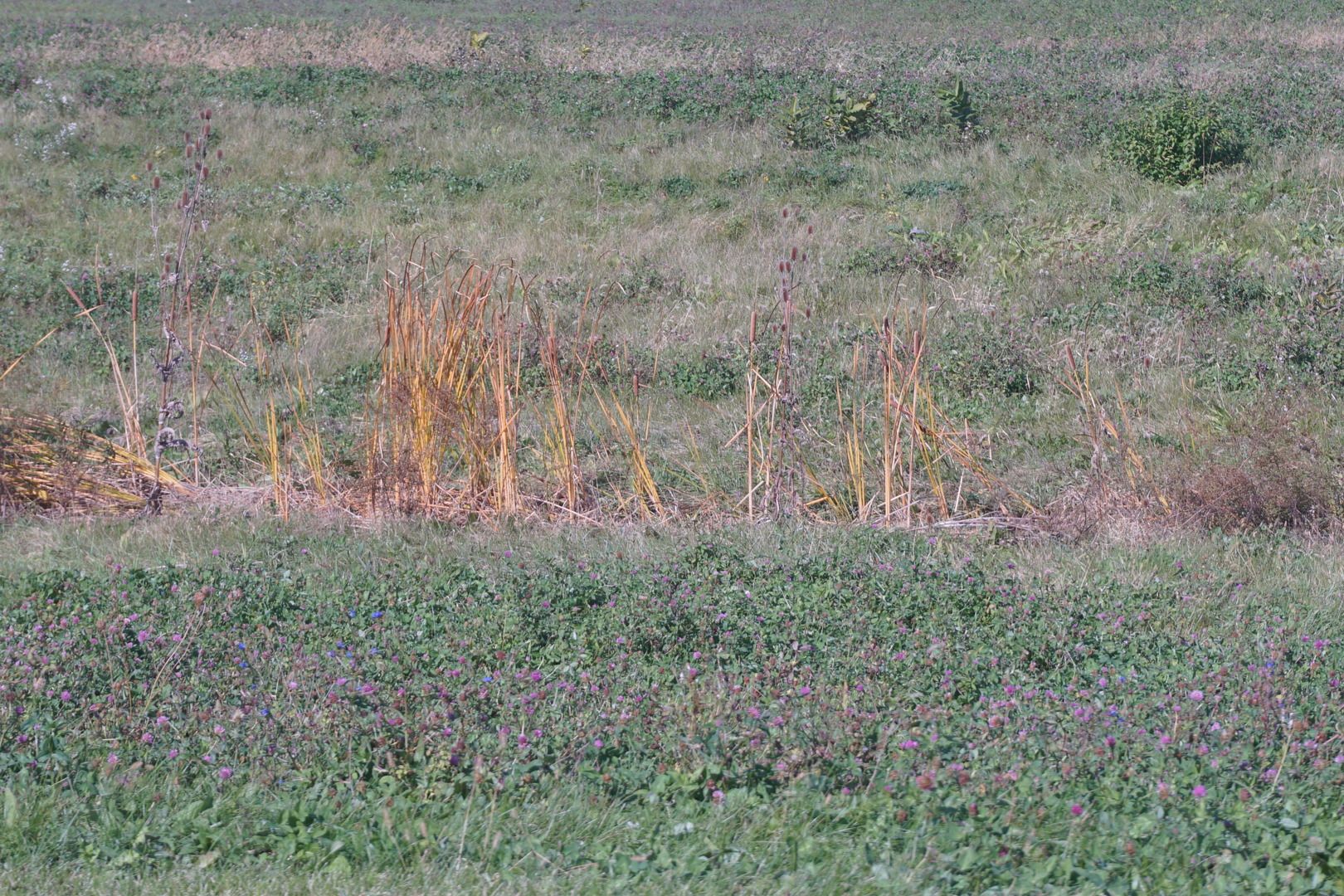 Lot 4 S Rt 52 Road — Manhattan, IL 60442