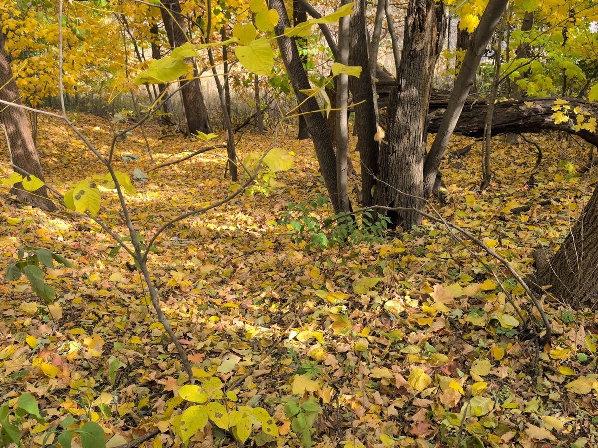 1213 Park Front Street, Joliet, IL 60436