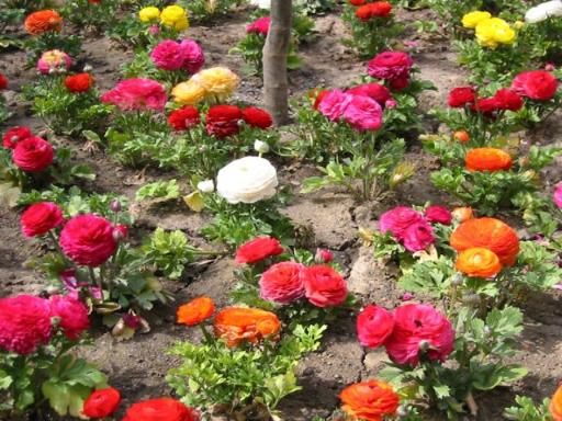 1235 Hathaway Drive, Sycamore, IL 60178