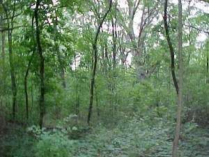 35W247 FOX RIVER Drive — St. Charles, IL 60174