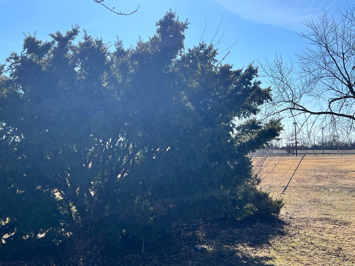 203 W 5th Avenue, Rankin, IL 60960