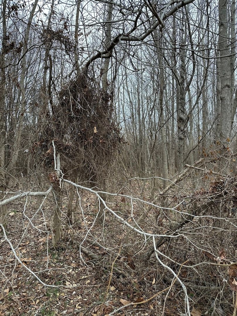 Lot 1 Pecan Road, Duquoin, IL 62832