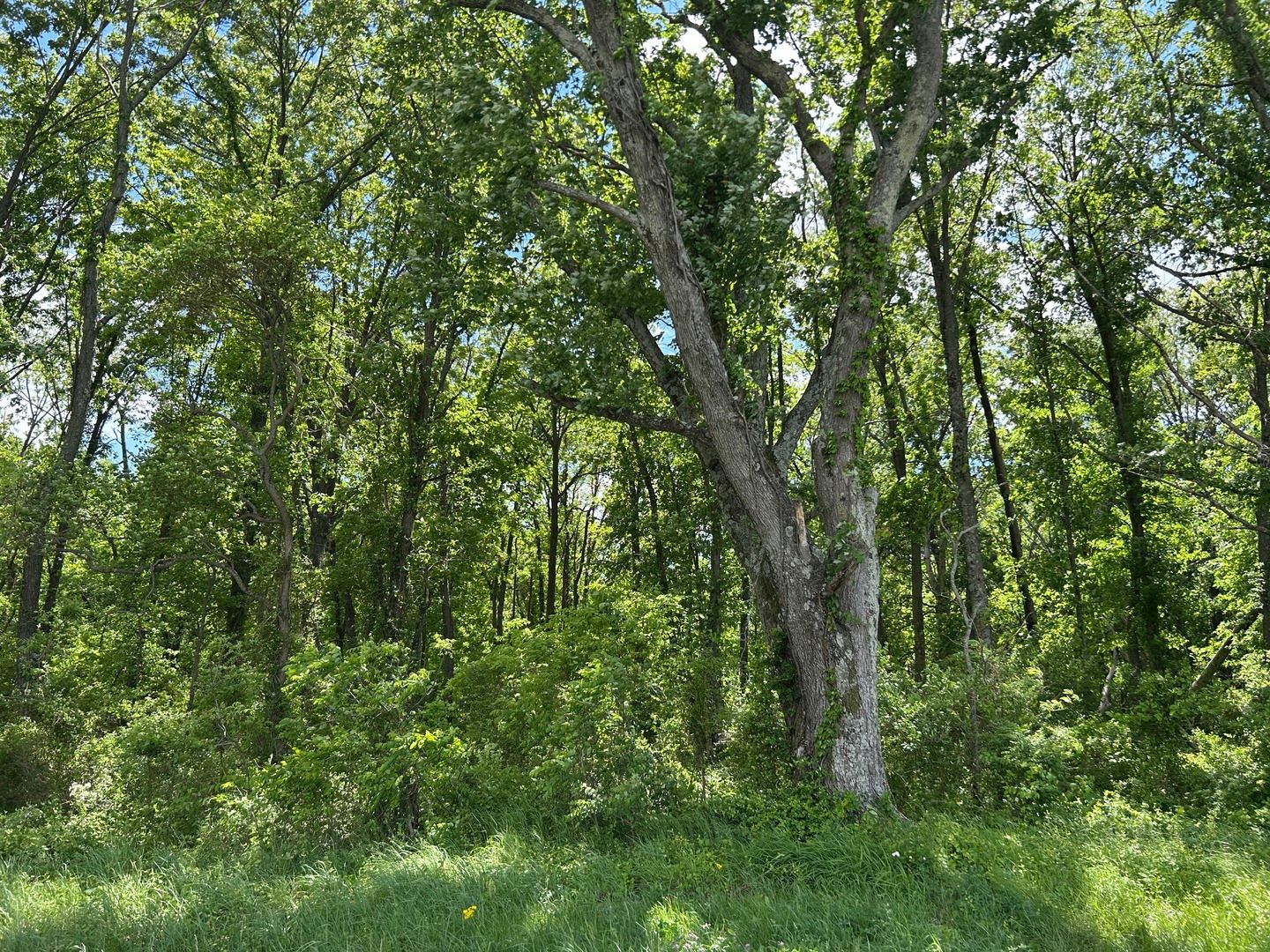 TBD Akin Blacktop — Benton, IL 62812